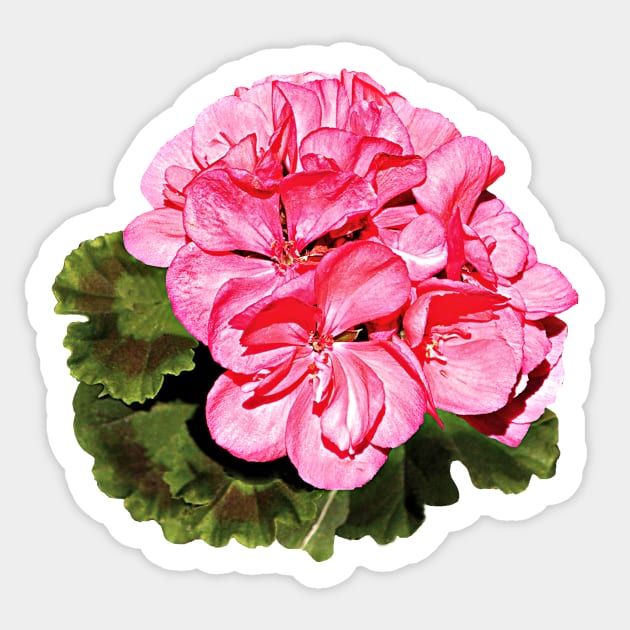 Pink Geranium Sticker by SusanSavad